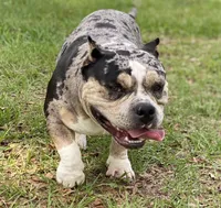 Hades 2.0, a male American Bully for sale in Deland, FL – Photo 7 of 10