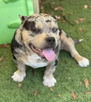 Hades 2.0, a male American Bully for sale in Deland, FL – Photo 6 of 10