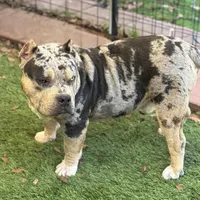 Hades 2.0, a male American Bully for sale in Deland, FL – Photo 5 of 10