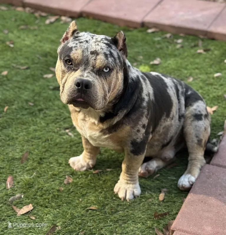 Hades 2.0 – American Bully puppy for sale in Deland, FL