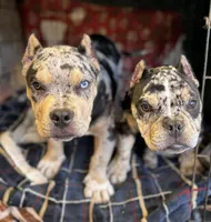 Hades 2.0, a male American Bully for sale in Deland, FL – Photo 3 of 10