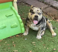 Hades 2.0, a male American Bully for sale in Deland, FL – Photo 10 of 10