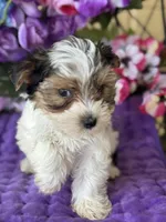 Penny , a female Yorkshire Terrier for sale in Deland, FL – Photo 6 of 9