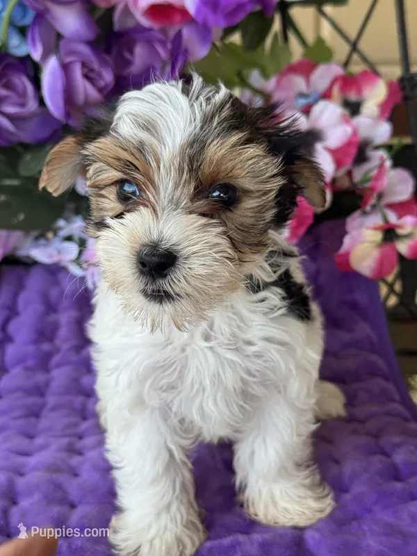 Penny  – Yorkshire Terrier puppy for sale in Deland, FL