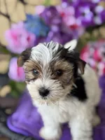 Penny , a female Yorkshire Terrier for sale in Deland, FL – Photo 4 of 9