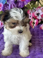 Penny , a female Yorkshire Terrier for sale in Deland, FL – Photo 9 of 9
