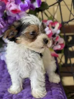 Penny , a female Yorkshire Terrier for sale in Deland, FL – Photo 5 of 9