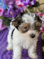 Penny , a female Yorkshire Terrier for sale in Deland, FL – Photo 1 of 9