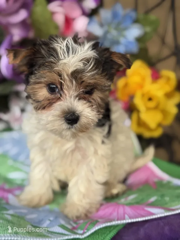 Penny  – Yorkshire Terrier puppy for sale in Deland, FL