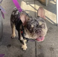 B Rad, a male French Bulldog for sale in Deland, FL – 3 of 6