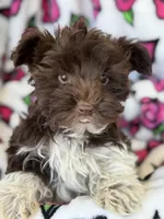 Mr Jones, a male Yorkshire Terrier for sale in Deland, FL – Photo 4 of 4