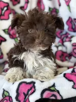 Mr Jones, a male Yorkshire Terrier for sale in Deland, FL – Photo 3 of 4