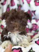 Mr Jones, a male Yorkshire Terrier for sale in Deland, FL – Photo 2 of 4