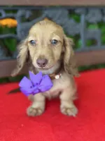 Sweet Tooth, a female Miniature Dachshund for sale in Deland, FL – 6 of 9