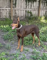 Miss Bling , a female Doberman Pinscher for sale in Deland, FL – 7 of 9