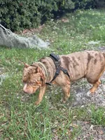 Cookie Bear , a female American Bully for sale in Deland, FL – 7 of 7