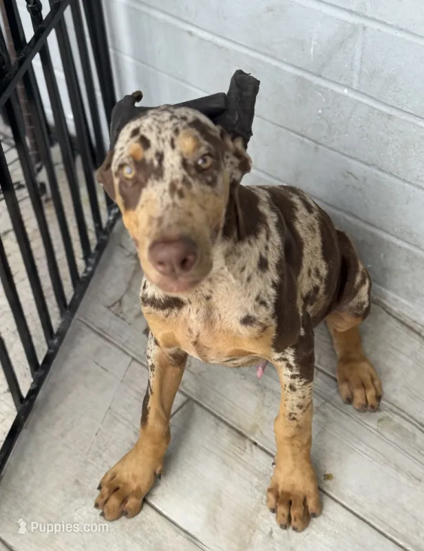 Diesel  – Doberman Pinscher puppy for sale in Deland, FL