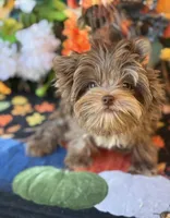 Cappi , a male Yorkshire Terrier for sale in Deland, FL – 7 of 8