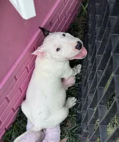 Eggland , a male Miniature Bull Terrier for sale in Deland, FL – 5 of 5