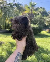 Bitter Chocolate , a female Yorkshire Terrier for sale in Deland, FL – 3 of 5