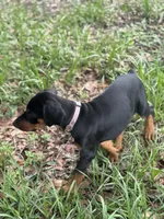 Baby Bellla, a female Doberman Pinscher for sale in Deland, FL – 9 of 10