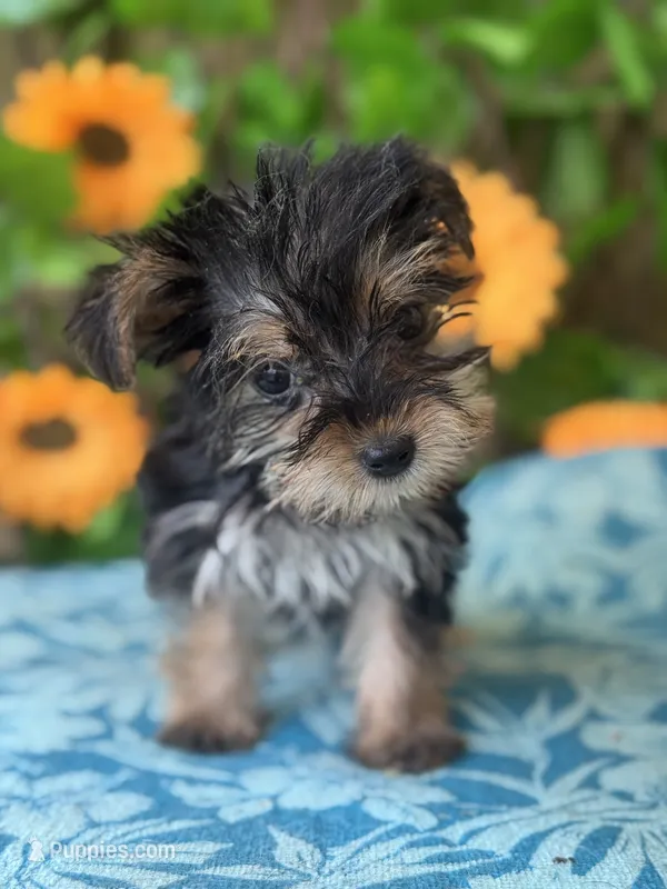 Harley  – Yorkshire Terrier puppy for sale in Deland, FL
