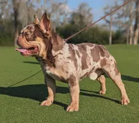 Mac Daddy, a male French Bulldog for sale in Deland, FL – Photo 2 of 2