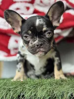 Mac Daddy, a male French Bulldog for sale in Deland, FL – Photo 1 of 2