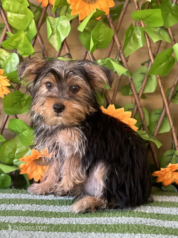 Harley  – Yorkshire Terrier puppy for sale in Deland, FL