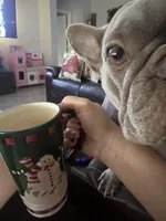 Baby Girl , a female French Bulldog for sale in Deland, FL – Photo 4 of 5