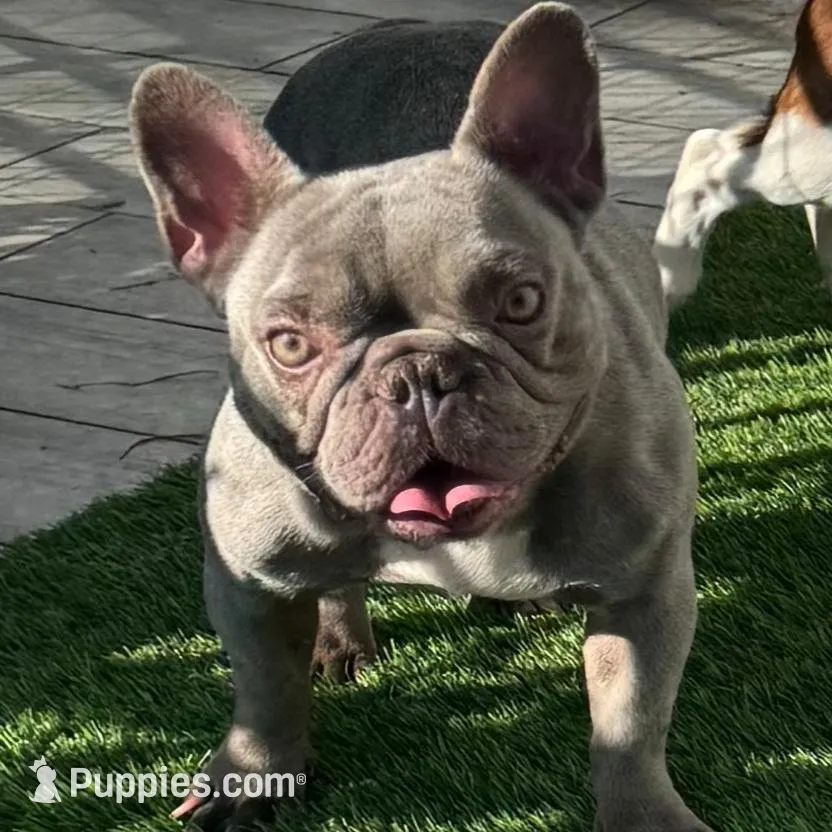 Baby, a female French Bulldog for sale in Deland, FL – Photo 2 of 2