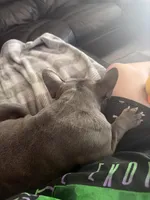 Baby Girl , a female French Bulldog for sale in Deland, FL – Photo 5 of 5