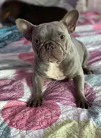 Baby, a female French Bulldog for sale in Deland, FL – Photo 1 of 2