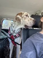 Malachi, a male Great Dane for sale in Deland, FL – Photo 6 of 9