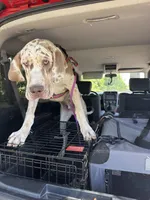 Malachi, a male Great Dane for sale in Deland, FL – Photo 9 of 9