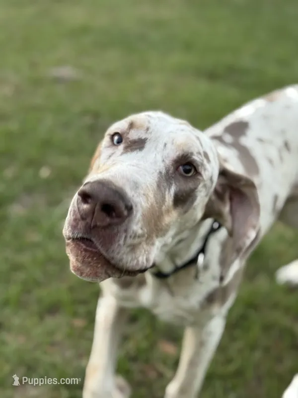 Malachi – Great Dane puppy for sale in Deland, FL