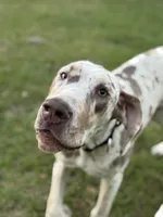 Malachi, a male Great Dane for sale in Deland, FL – Photo 2 of 9