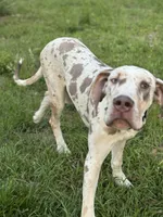 Malachi, a male Great Dane for sale in Deland, FL – Photo 4 of 9