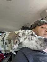 Malachi, a male Great Dane for sale in Deland, FL – Photo 5 of 9