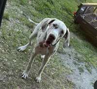 Malachi, a male Great Dane for sale in Deland, FL – Photo 7 of 9