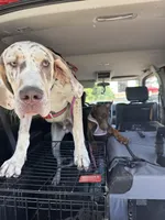 Malachi, a male Great Dane for sale in Deland, FL – Photo 8 of 9