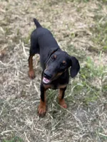 Baby Bellla, a female Doberman Pinscher for sale in Deland, FL – 2 of 8
