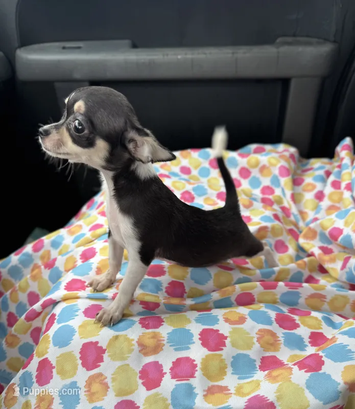 Pepa Teeny Girl.  – Chihuahua puppy for sale in Deland, FL