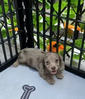 Stevie, a female Miniature Dachshund for sale in Deland, FL – 2 of 7