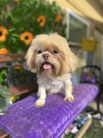 Nemo, a male Shih Tzu for sale in Deland, FL – 5 of 5