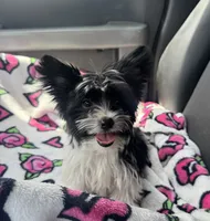 Pablo , a male Yorkshire Terrier for sale in Deland, FL – 2 of 9