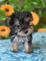 Harley , a male Yorkshire Terrier for sale in Deland, FL – 2 of 4