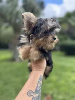 Blaze , a male Yorkshire Terrier for sale in Deland, FL – 2 of 7