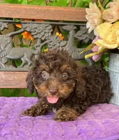 Teddy Grams , a male Poodle - Toy  and Miniature Bernedoodle for sale in Deland, FL – 7 of 8