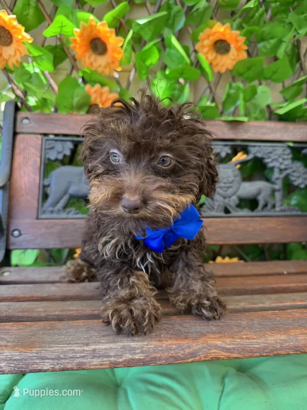 Teddy Grams  – Poodle - Toy  puppy for sale in Deland, FL